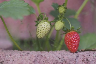 Close-up of strawberry growing on plant