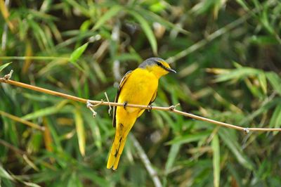 Close-up of bird perching on yellow leaf