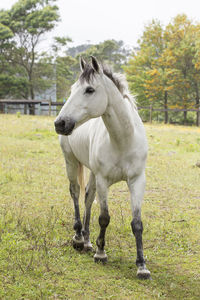 Horse standing on field