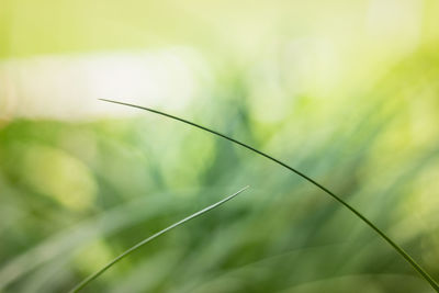 Close-up of grass growing on field