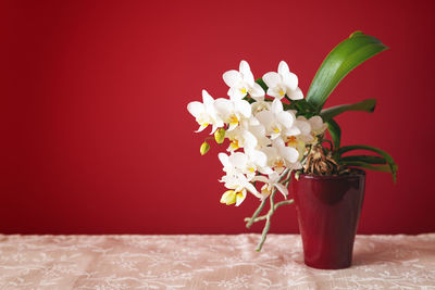 Close-up of flower vase against red background
