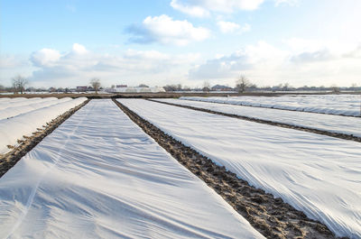 A farm field covered with a white spunbond membrane to protect young potato bushes 