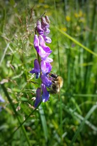 Close-up of bee on purple flower