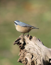 Close-up of bird perching on a tree