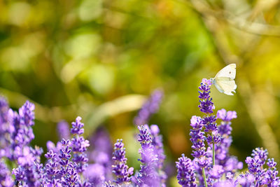 Close-up of insect on purple flowering plant