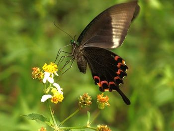 Butterfly on flower