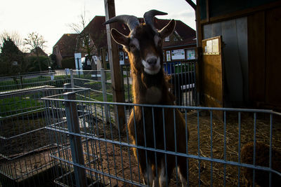 Portrait of an animal seen through fence