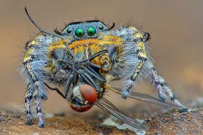 Close-up of spider