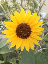 Close-up of sunflower