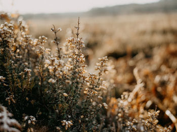 Close-up of plants growing on field