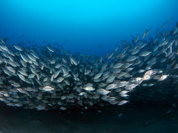 Fish swimming in sea