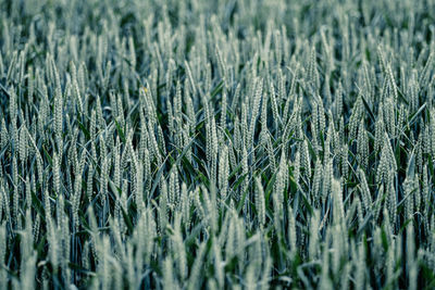 Full frame shot of wheat field