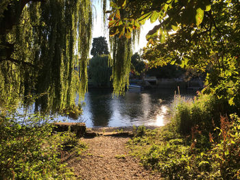 View of trees by the lake