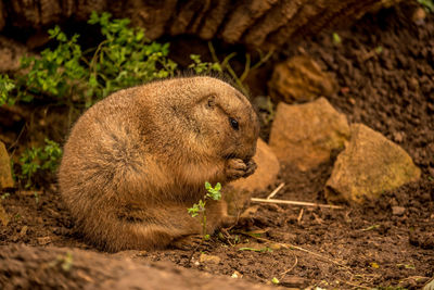 Side view of an animal on rock