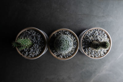 High angle view of potted plants