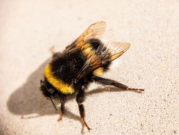 Close-up of bee