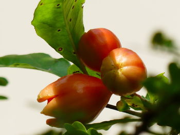 Close-up of fruits on tree