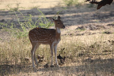 Portrait of a deer standing in grass