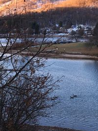 View of swan in lake