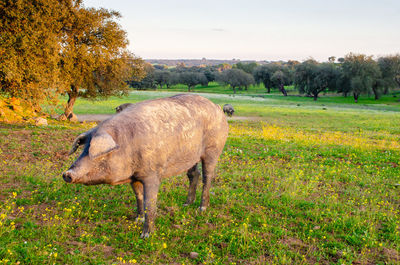 Sheep in a field