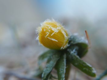 Close up of plant