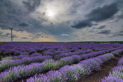 Scenic view of flowering plants on field against sky