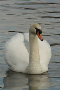 Swan swimming on lake