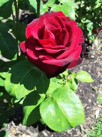 Close-up of red rose blooming outdoors