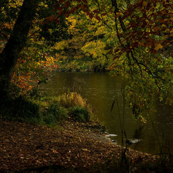 Scenic view of lake in forest