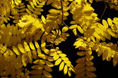 Close-up of yellow flowering plant leaves during night