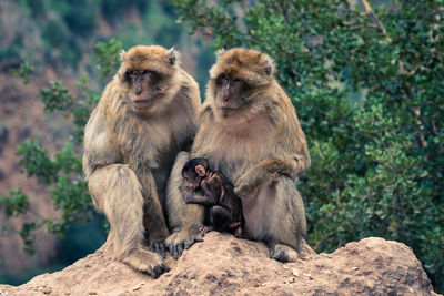 Monkeys sitting outdoors