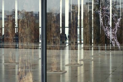 Reflection of trees in water