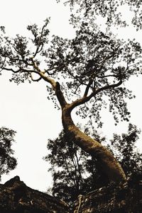 Low angle view of bare tree against sky