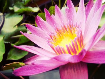 Close-up of pink flower