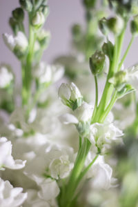 Close-up of white flowering plant