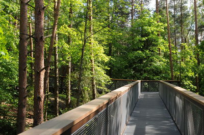 Footbridge in forest