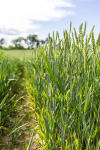 Close-up of wheat field against sky