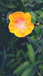 Close-up of yellow flower