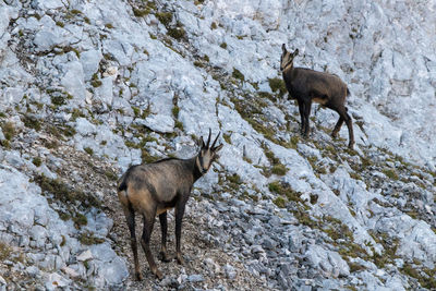 Deer standing on rock