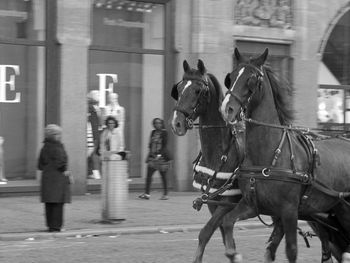 Horses running on street by building