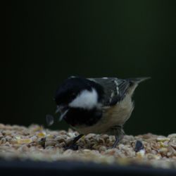 Close-up of bird