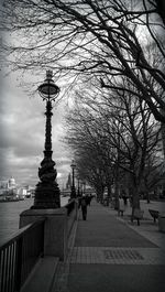 Bare trees in park