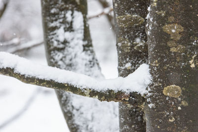 Close-up of frozen tree during winter