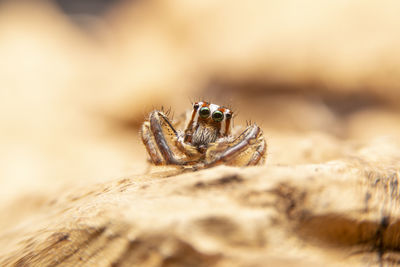 Close-up of spider on wood