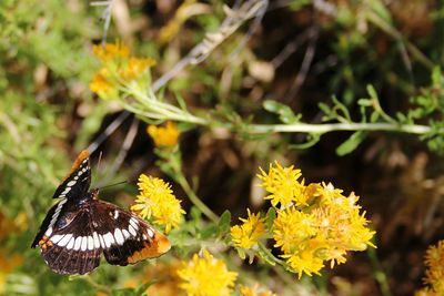 Close-up of butterfly pollinating on yellow flowers