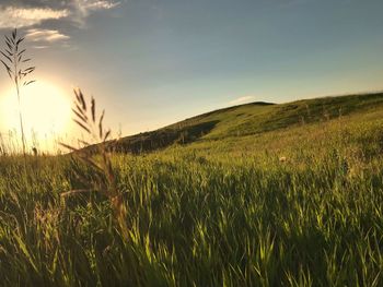 Scenic view of agricultural field against sky during sunset