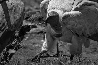 Close-up of birds on field
