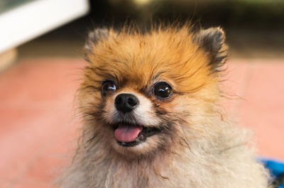 Close-up portrait of dog