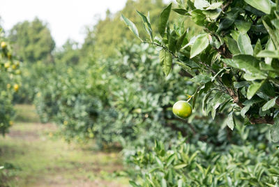 Close-up of fruits growing on tree