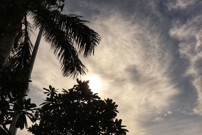 Low angle view of silhouette coconut palm tree against sky